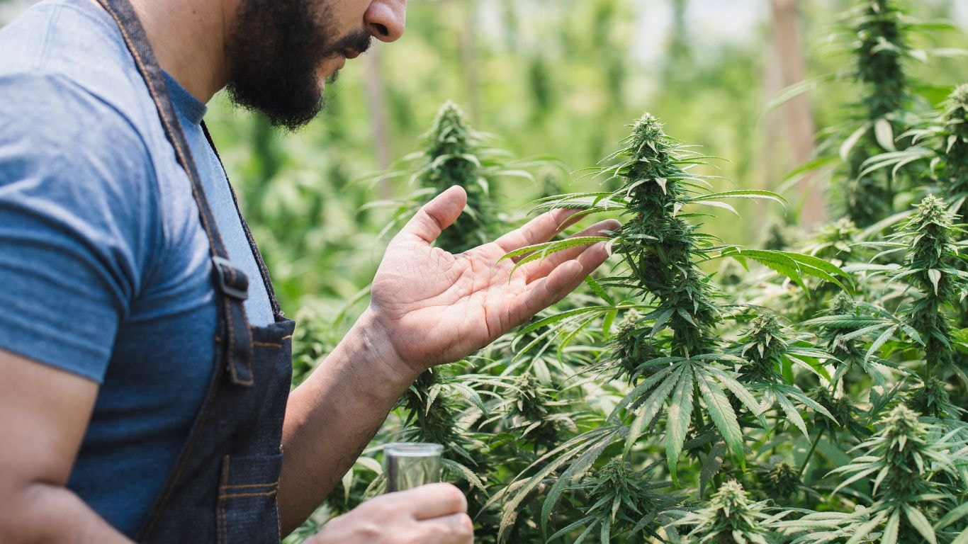 When To Harvest Cannabis for Maximum Potency